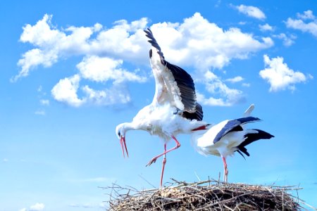 Bird White Stork Sky Stork