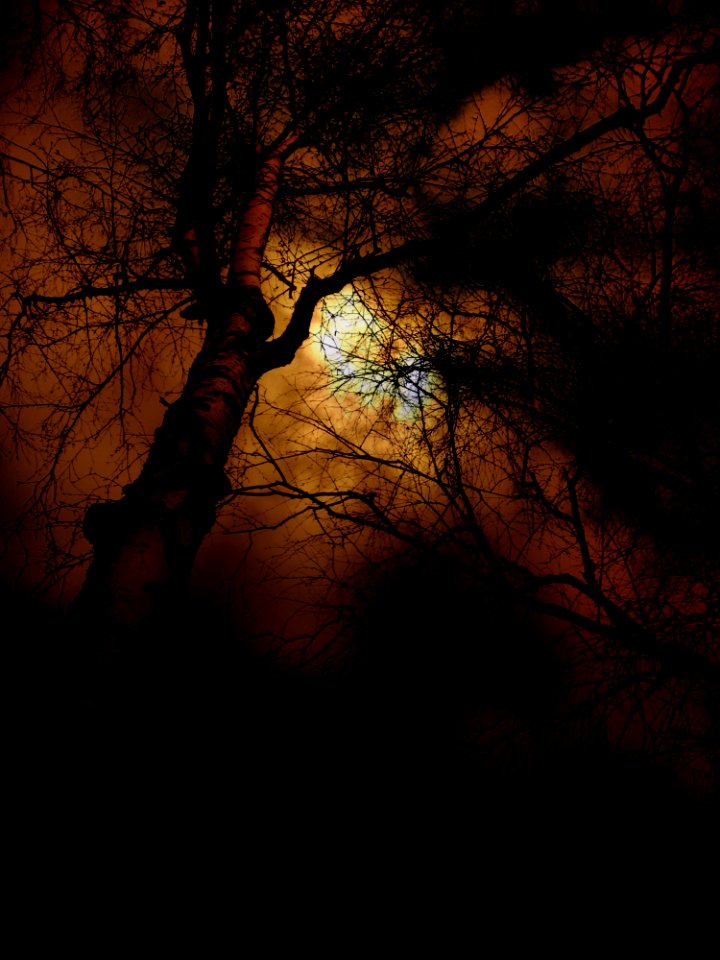 Branch Nature Tree Woody Plant