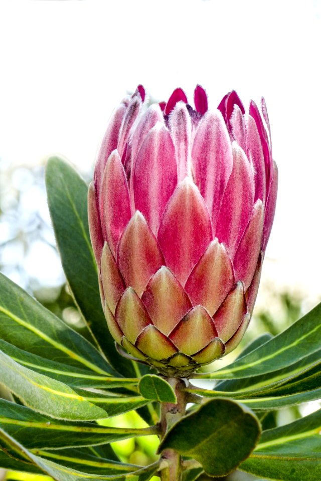 Plant Flower Flowering Plant Bud