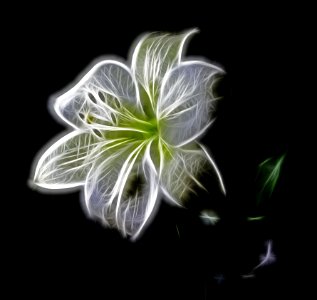 Green Flora Flower Leaf