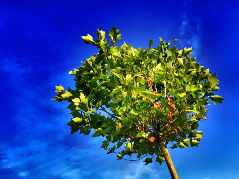 Sky Yellow Tree Flora