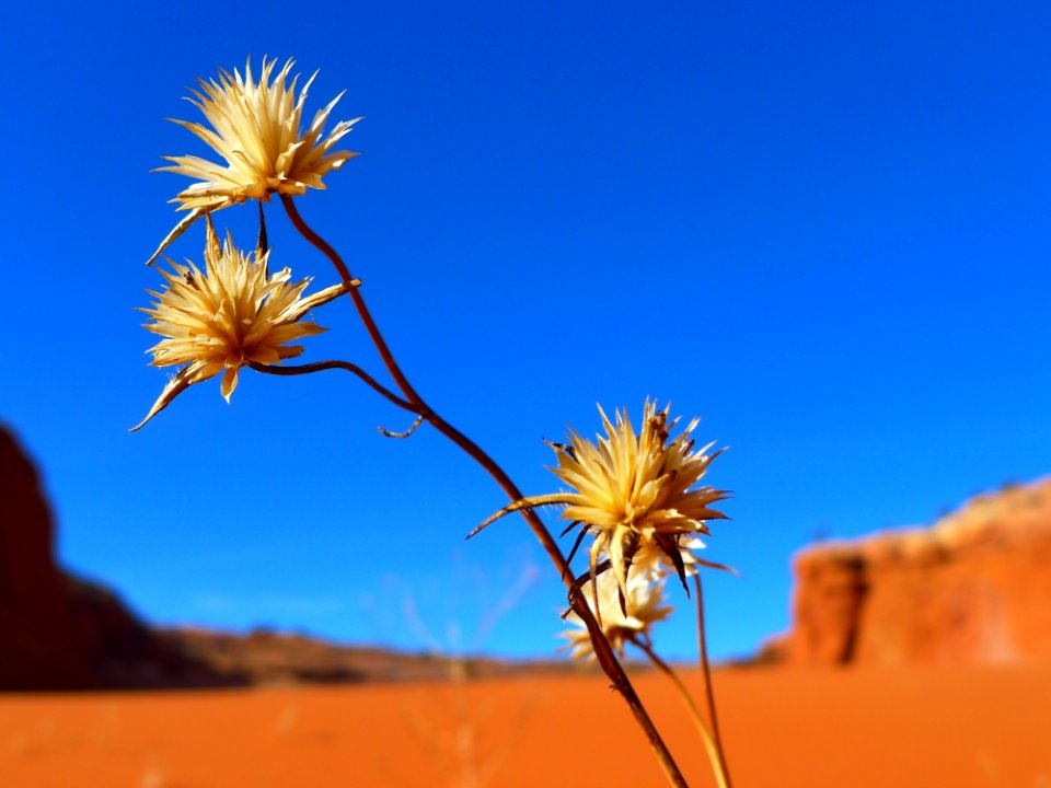 Sky Flower Flora Wildflower