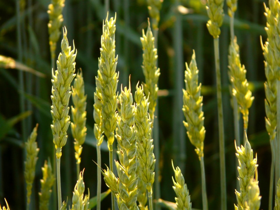 Grass Family Food Grain Wheat Plant