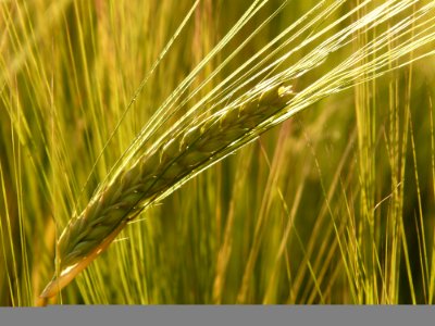 Food Grain Barley Triticale Hordeum