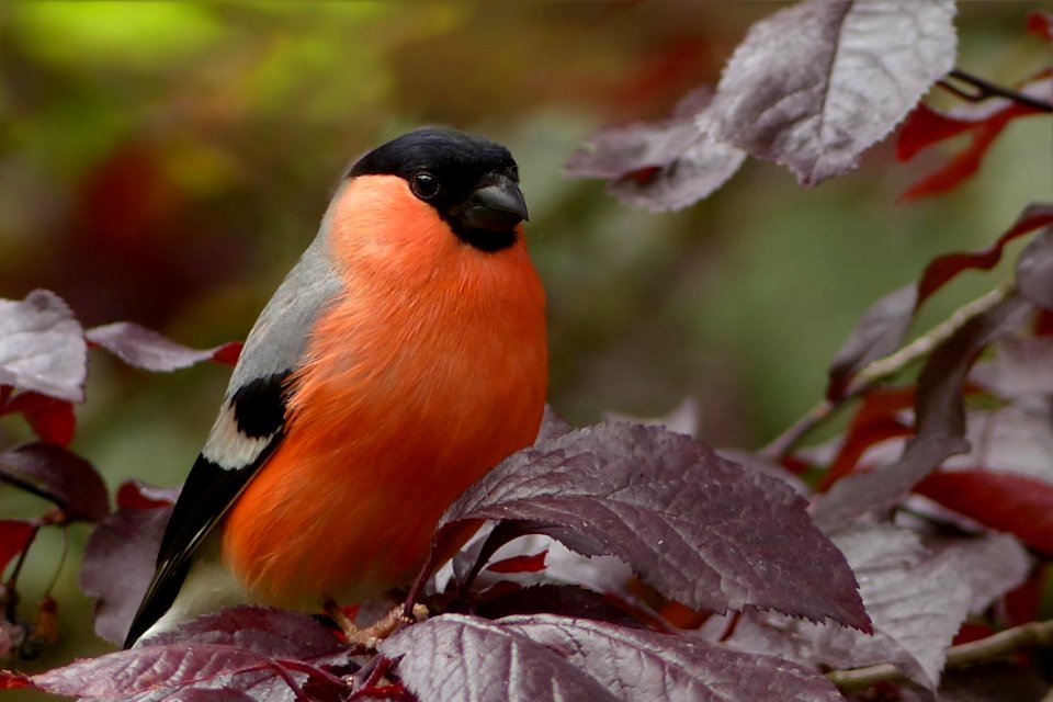 Bird Fauna Beak Finch