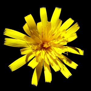 Flower Yellow Dandelion Flora