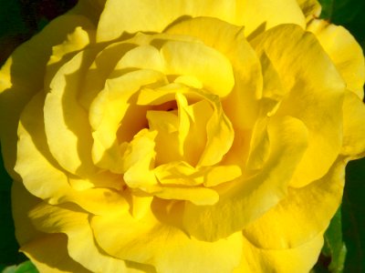 Flower Yellow Rose Family Rose