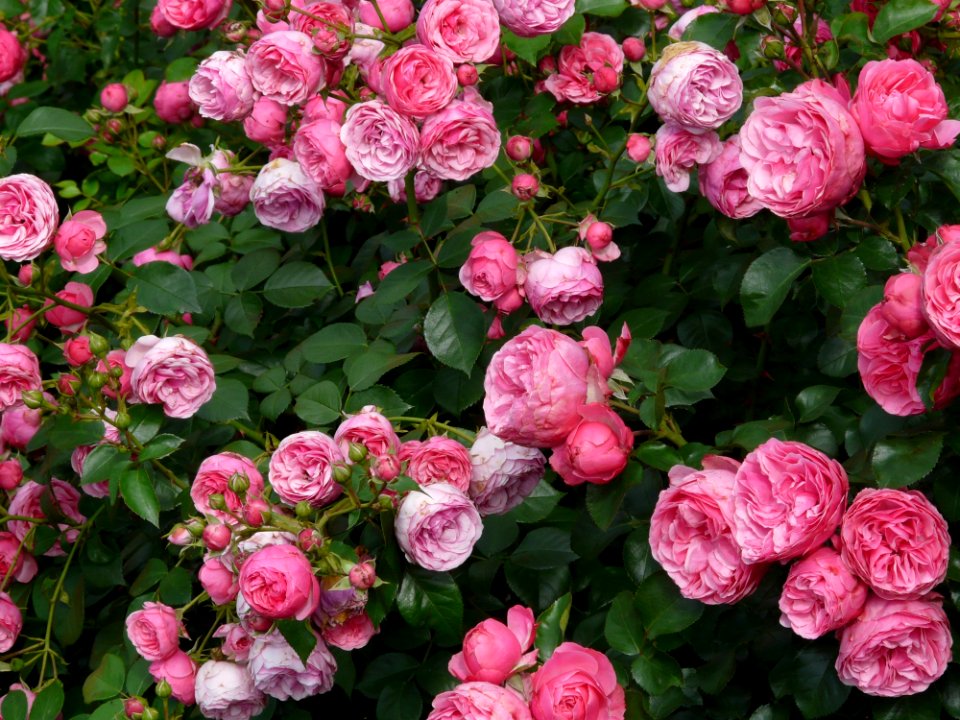 Flower Rose Rose Family Garden Roses