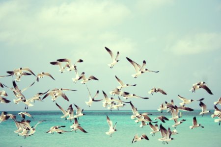 Sky Flock Water Bird photo