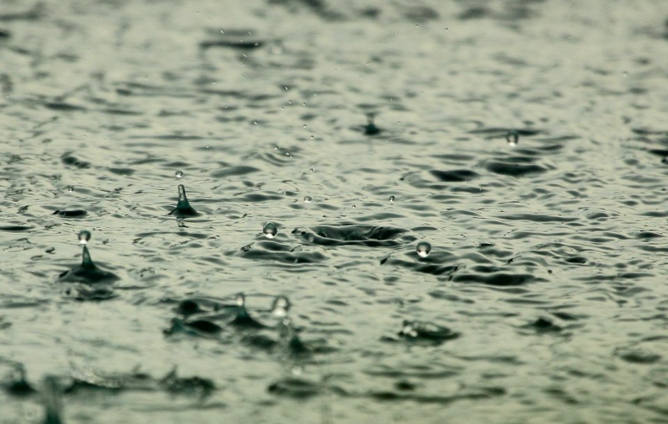 Water Water Bird Wave Water Resources