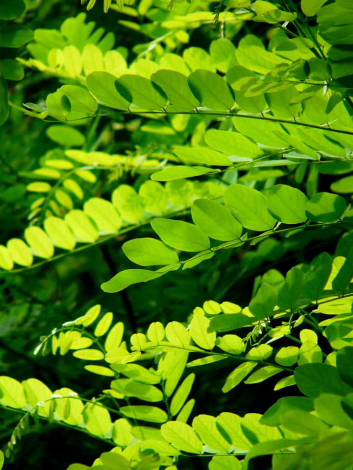 Green Leaf Vegetation Plant