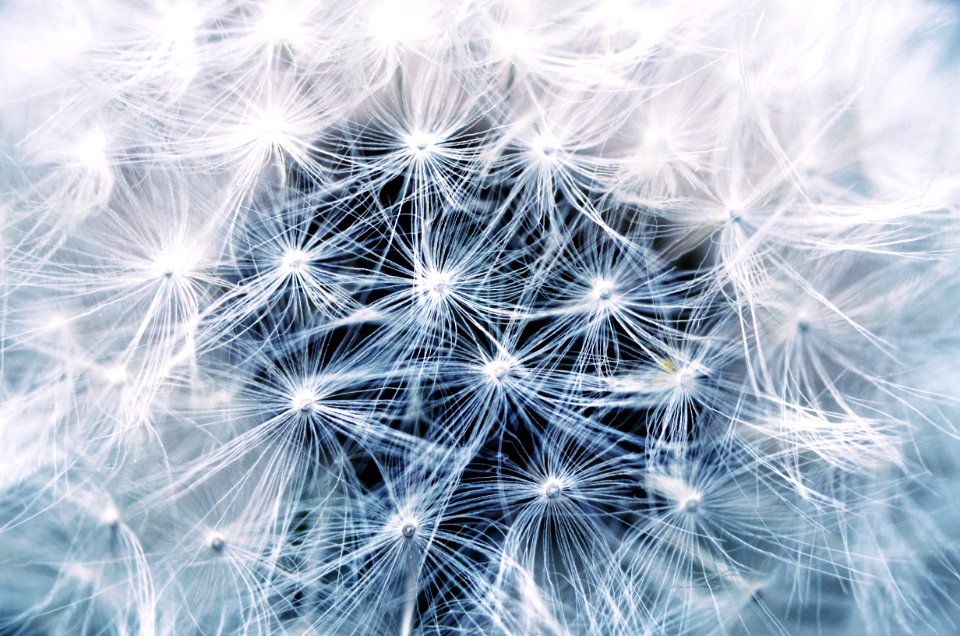 Flower Dandelion Close Up Plant