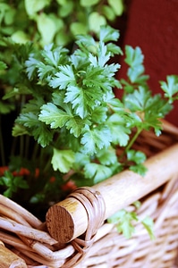 Aromatic nature plant