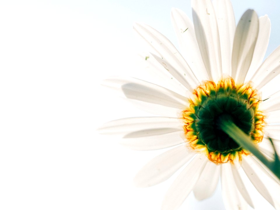 Flower Oxeye Daisy Close Up Flowering Plant