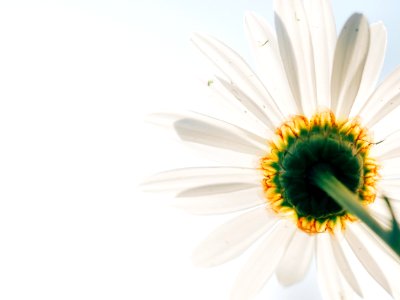 Flower Oxeye Daisy Close Up Flowering Plant photo