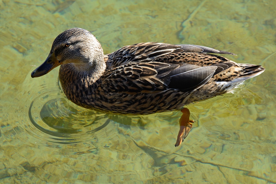 Water bird plumage ducks