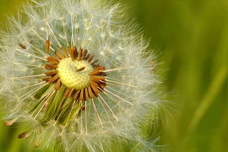 Flower Dandelion Vegetation Flora photo