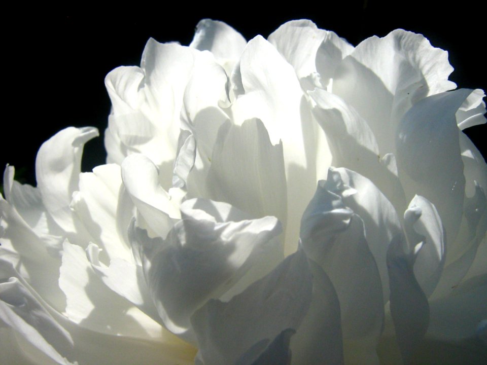 Flower White Plant Petal