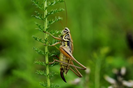 Insect Fauna Invertebrate Grasshopper photo