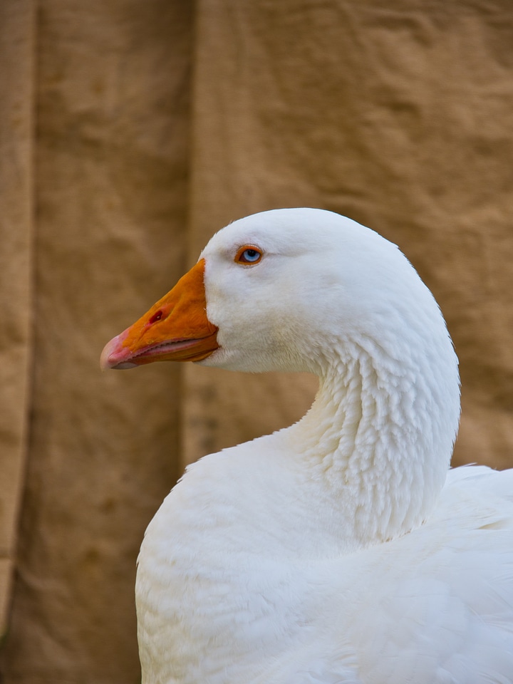 Water bird duck bird half goose