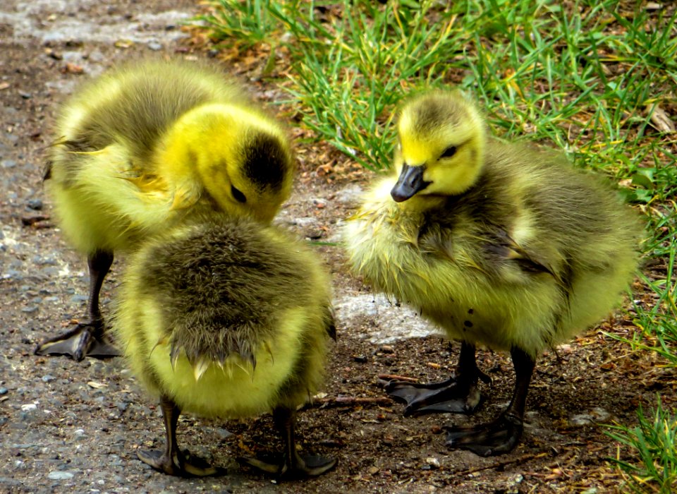 Bird Fauna Water Bird Duck
