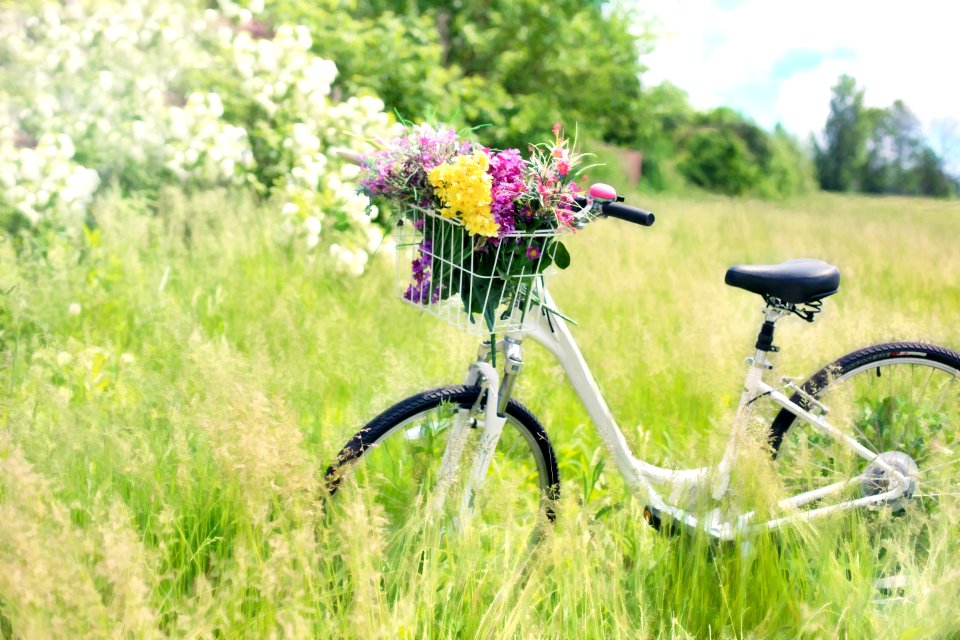 Bicycle Plant Flower Grass