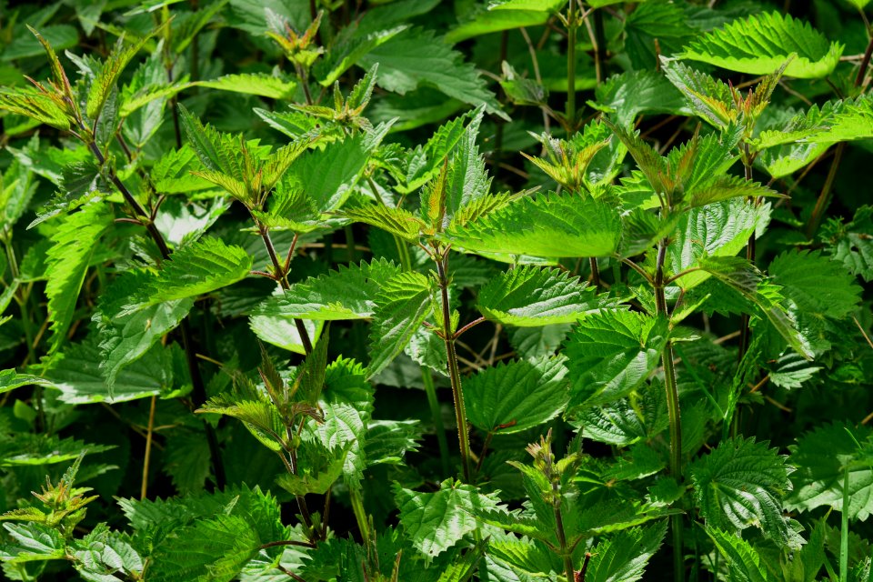 Plant Leaf Urtica Nettle Family