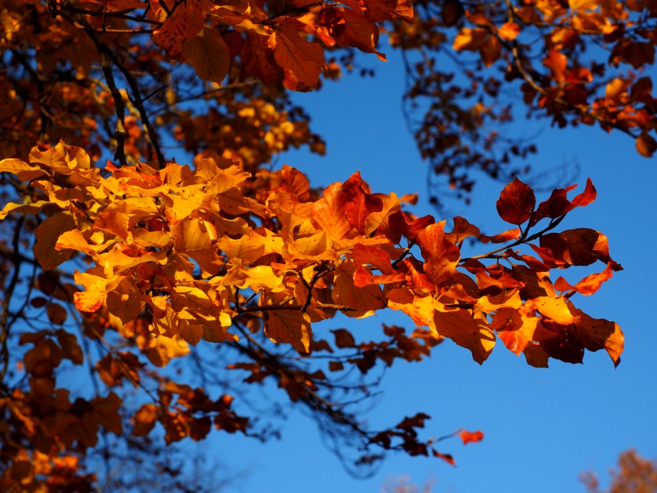 Autumn Sky Leaf Branch photo
