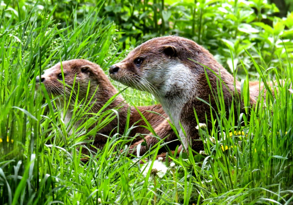 Ecosystem Fauna Mammal Nature Reserve