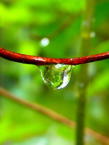 Water Drop Dew Macro Photography photo