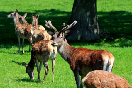 Deer Wildlife Fauna Ecosystem photo