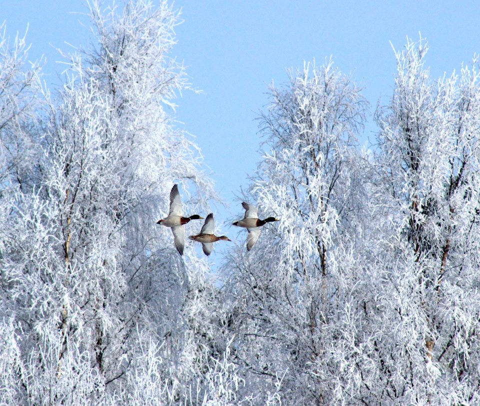 Frost Ecosystem Winter Snow