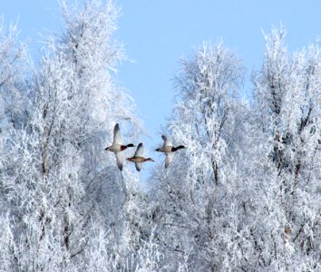 Frost Ecosystem Winter Snow photo
