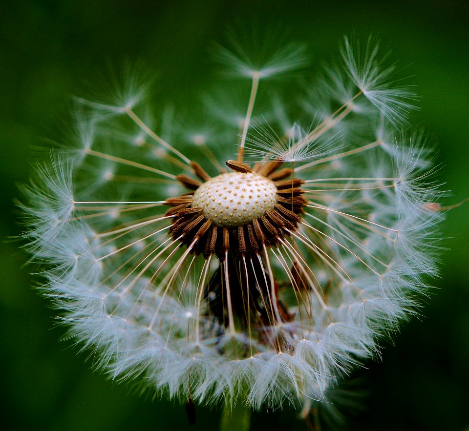 Flower Plant Dandelion Flora