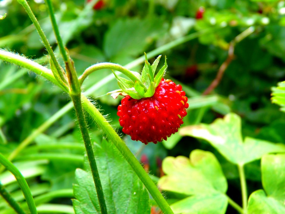 Natural Foods Strawberries Strawberry Fruit