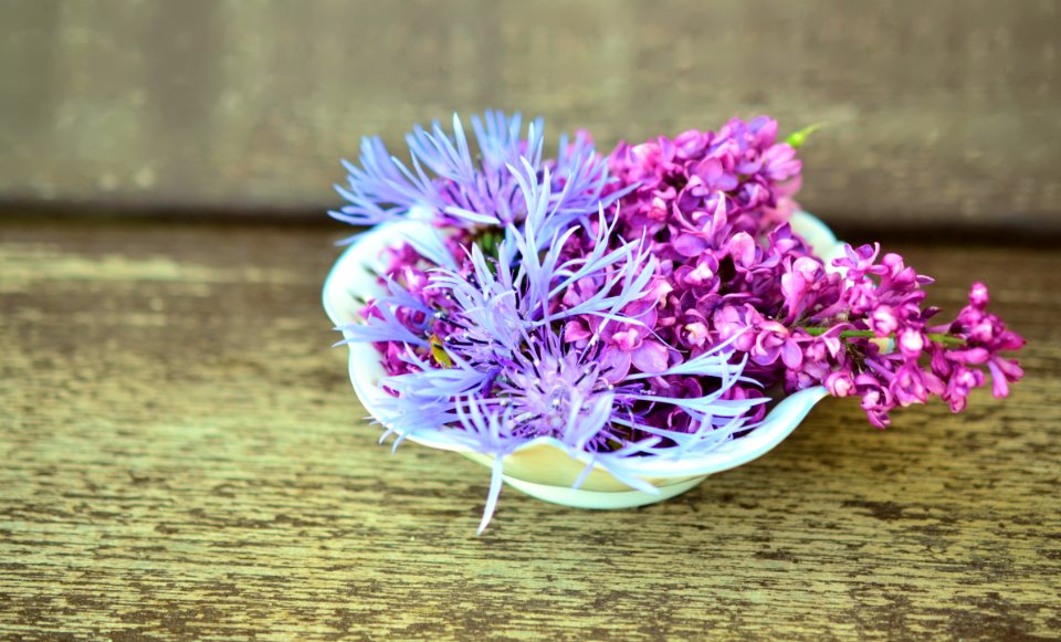 Flower Purple Plant Lilac