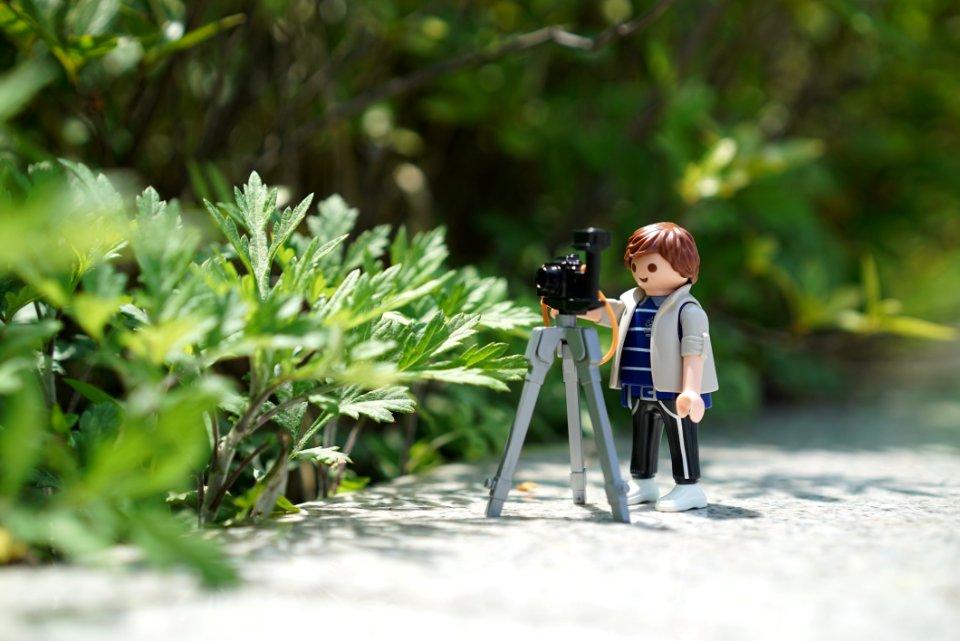Photograph Vertebrate Plant Leaf