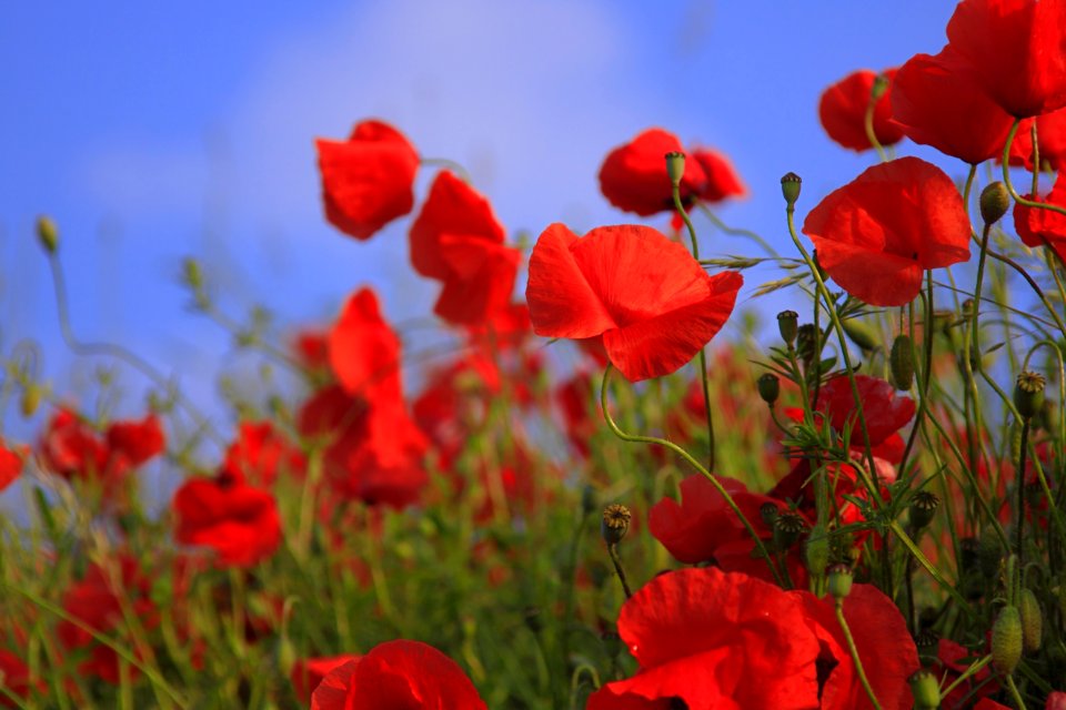 Flower Red Wildflower Poppy