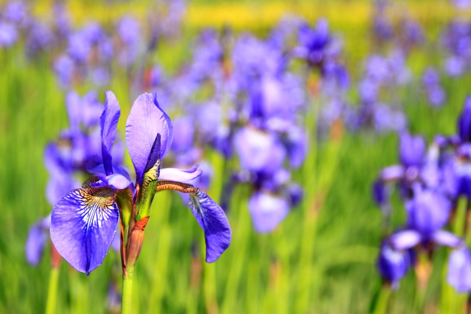Flower Flowering Plant Plant Iris Versicolor