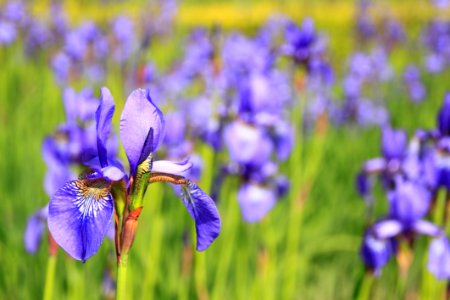 Flower Flowering Plant Plant Iris Versicolor