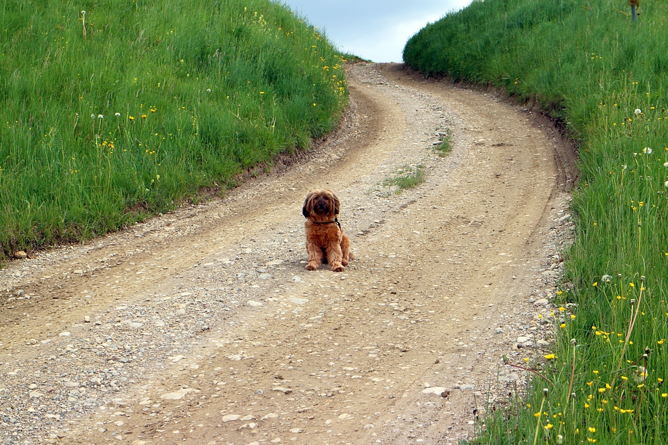 Dog sitting waiting off