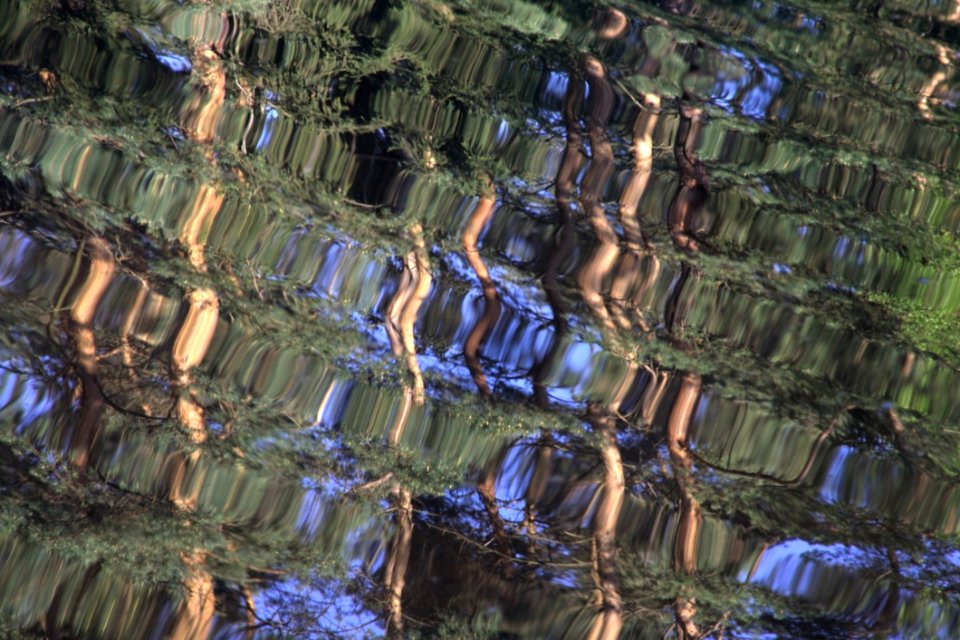 Water Tree Biome Reflection