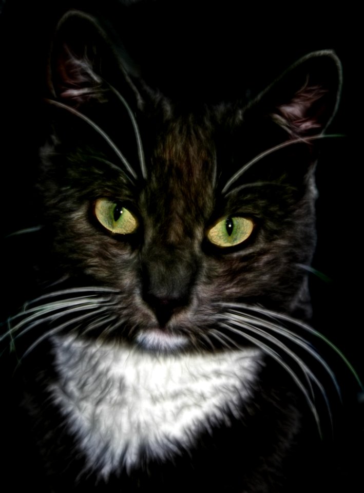 Cat Black Cat Whiskers Mammal