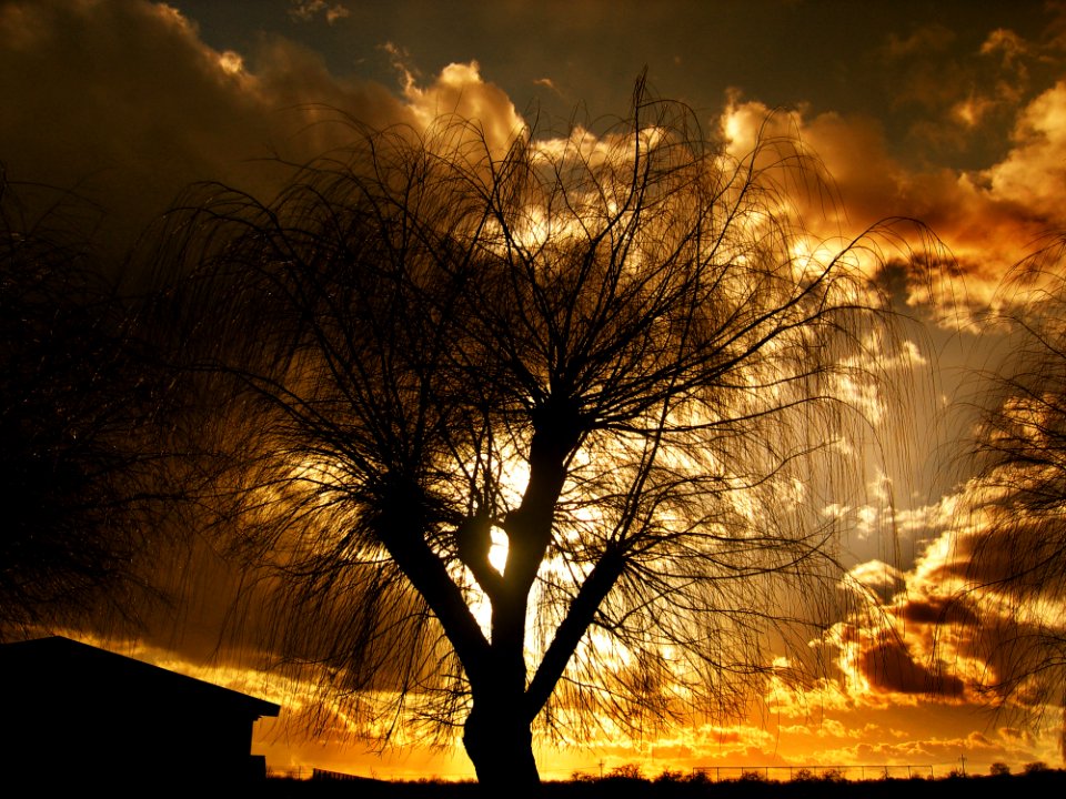 Sky Nature Tree Woody Plant