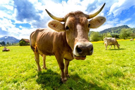 Cattle Like Mammal Grassland Horn Pasture photo