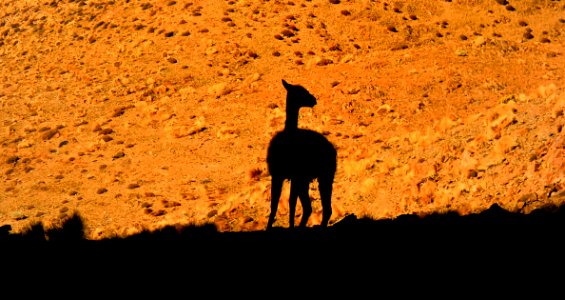Giraffe Rock Giraffidae Sky