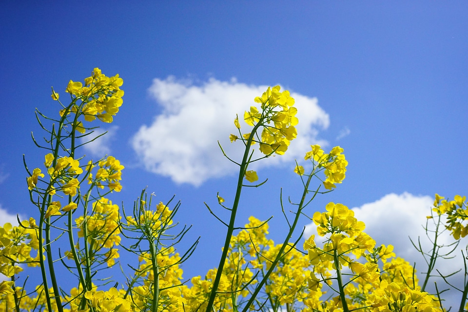 Yellow flowers plant