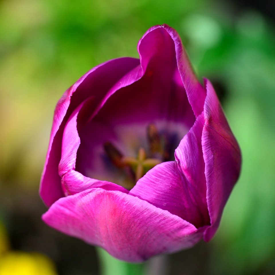 Flower Purple Petal Close Up