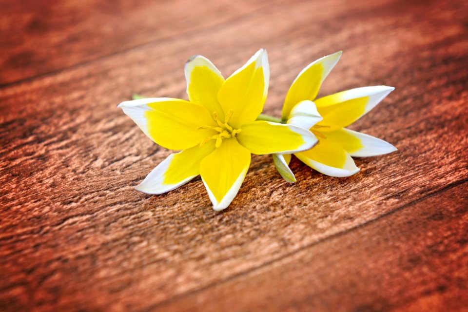Flower Yellow Flora Close Up