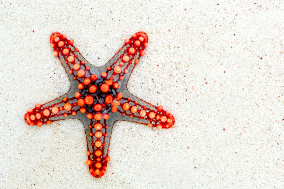 Starfish Invertebrate Echinoderm Marine Invertebrates